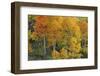 Autumn Serenity-Bill Sherrell-Framed Photographic Print