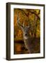 Autumn Shade-Gordon Semmens-Framed Giclee Print