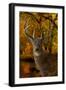 Autumn Shade-Gordon Semmens-Framed Giclee Print