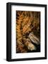 Autumn Shadows 1-Ursula Abresch-Framed Photographic Print