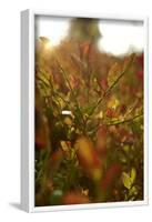 Autumn shrubs, back light, Dalsland, Sweden-Andrea Lang-Framed Photographic Print