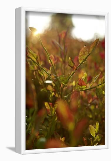 Autumn shrubs, back light, Dalsland, Sweden-Andrea Lang-Framed Photographic Print