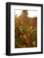 Autumn shrubs, back light, Dalsland, Sweden-Andrea Lang-Framed Photographic Print