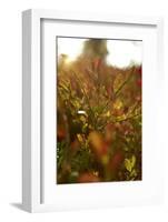 Autumn shrubs, back light, Dalsland, Sweden-Andrea Lang-Framed Photographic Print