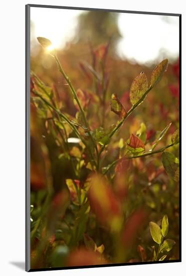 Autumn shrubs, back light, Dalsland, Sweden-Andrea Lang-Mounted Photographic Print