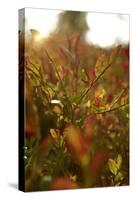 Autumn shrubs, back light, Dalsland, Sweden-Andrea Lang-Stretched Canvas