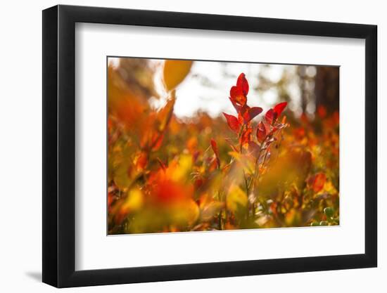 Autumn shrubs, Dalsland, Sweden-Andrea Lang-Framed Photographic Print