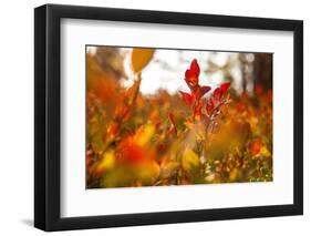 Autumn shrubs, Dalsland, Sweden-Andrea Lang-Framed Photographic Print