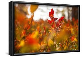 Autumn shrubs, Dalsland, Sweden-Andrea Lang-Framed Photographic Print