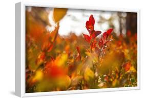 Autumn shrubs, Dalsland, Sweden-Andrea Lang-Framed Photographic Print