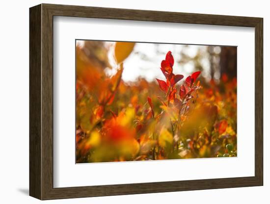 Autumn shrubs, Dalsland, Sweden-Andrea Lang-Framed Photographic Print