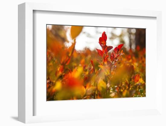 Autumn shrubs, Dalsland, Sweden-Andrea Lang-Framed Photographic Print