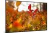 Autumn shrubs, Dalsland, Sweden-Andrea Lang-Mounted Photographic Print