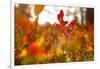 Autumn shrubs, Dalsland, Sweden-Andrea Lang-Framed Photographic Print