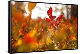 Autumn shrubs, Dalsland, Sweden-Andrea Lang-Framed Stretched Canvas