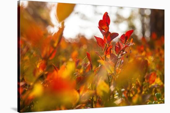 Autumn shrubs, Dalsland, Sweden-Andrea Lang-Stretched Canvas