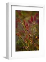 Autumn shrubs, Dalsland, Sweden-Andrea Lang-Framed Photographic Print