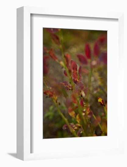 Autumn shrubs, Dalsland, Sweden-Andrea Lang-Framed Photographic Print