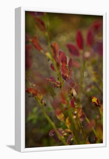Autumn shrubs, Dalsland, Sweden-Andrea Lang-Framed Photographic Print