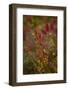 Autumn shrubs, Dalsland, Sweden-Andrea Lang-Framed Photographic Print