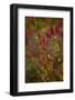 Autumn shrubs, Dalsland, Sweden-Andrea Lang-Framed Photographic Print