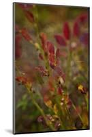 Autumn shrubs, Dalsland, Sweden-Andrea Lang-Mounted Photographic Print