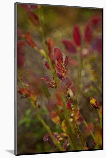 Autumn shrubs, Dalsland, Sweden-Andrea Lang-Mounted Photographic Print