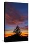 Autumn Sky - Fall Sunsets and Tree Over Berkeley-Vincent James-Stretched Canvas