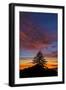 Autumn Sky - Fall Sunsets and Tree Over Berkeley-Vincent James-Framed Photographic Print