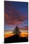 Autumn Sky - Fall Sunsets and Tree Over Berkeley-Vincent James-Mounted Photographic Print