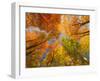 Autumn Spendour-Michael Hudson-Framed Art Print