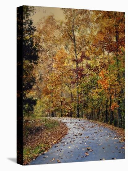 Autumn Splash-Jai Johnson-Stretched Canvas