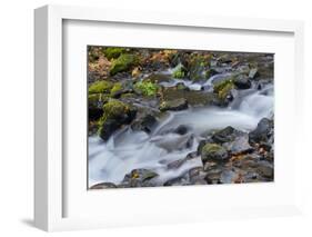 Autumn, Starvation Creek State Park, Columbia Gorge, Oregon, Usa-Michel Hersen-Framed Photographic Print