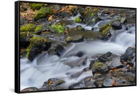 Autumn, Starvation Creek State Park, Columbia Gorge, Oregon, Usa-Michel Hersen-Framed Stretched Canvas