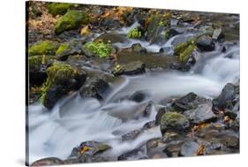 Autumn, Starvation Creek State Park, Columbia Gorge, Oregon, Usa-Michel Hersen-Stretched Canvas