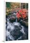 Autumn Stream at Acadia National Park, Maine-Vincent James-Framed Photographic Print