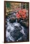 Autumn Stream at Acadia National Park, Maine-Vincent James-Framed Photographic Print