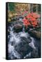 Autumn Stream at Acadia National Park, Maine-Vincent James-Framed Stretched Canvas