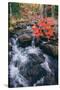 Autumn Stream at Acadia National Park, Maine-Vincent James-Stretched Canvas