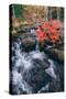 Autumn Stream at Acadia National Park, Maine-Vincent James-Stretched Canvas