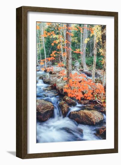 Autumn Stream Detail - Bar Harbor ,Maine-Vincent James-Framed Photographic Print