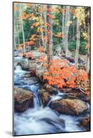 Autumn Stream Detail - Bar Harbor ,Maine-Vincent James-Mounted Photographic Print