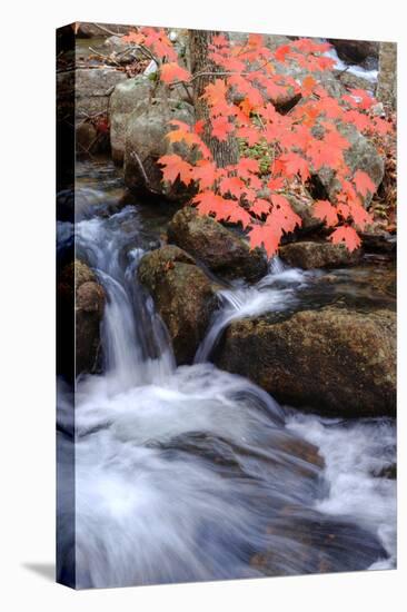 Autumn Stream II-Vincent James-Stretched Canvas