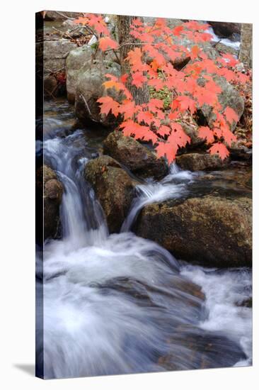 Autumn Stream II-Vincent James-Stretched Canvas