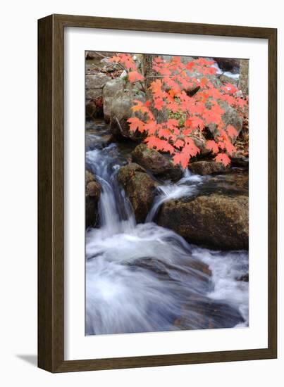 Autumn Stream II-Vincent James-Framed Photographic Print