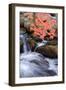 Autumn Stream II-Vincent James-Framed Photographic Print