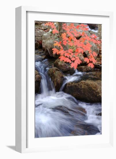 Autumn Stream II-Vincent James-Framed Photographic Print