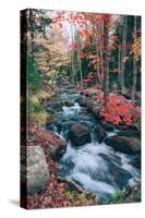 Autumn Stream Revisited, Acadia Maine Coast-null-Stretched Canvas