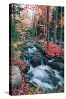 Autumn Stream Revisited, Acadia Maine Coast-null-Stretched Canvas