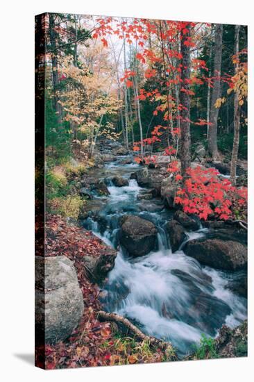 Autumn Stream Revisited, Acadia Maine Coast-null-Stretched Canvas